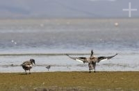 Ducks, on the Laguna de los Pozuelos National Park, on the Altiplano (Puna) of the province of Jujuy, Argentina