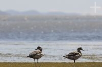 Ducks, on the Laguna de los Pozuelos National Park, on the Altiplano (Puna) of the province of Jujuy, Argentina