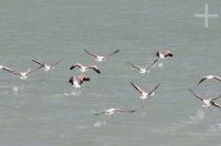 Flamingoes on the Laguna de Vilama (4,500 m of altitude), on the Altiplano (Puna) of the province of Jujuy, Argentina