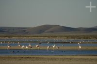 A Laguna de Pozuelos, flamengos, no Altiplano andino, província de Jujuy, Argentina