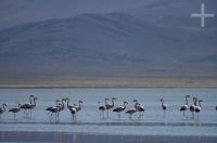 Flamengos na Laguna de Pozuelos, no Altiplano andino, província de Jujuy, Argentina