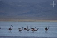 Flamengos prestes a decolar, na Laguna de Pozuelos, no Altiplano andino, província de Jujuy, Argentina