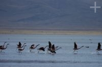 Flamengos prestes a decolar, na Laguna de Pozuelos, no Altiplano andino, província de Jujuy, Argentina
