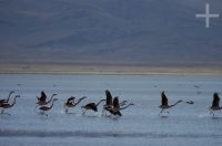 Flamingoes about to take off, on the "Laguna de Pozuelos", on the Andean Altiplano, province of Jujuy, Argentina