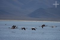 Flamengos prestes a decolar, na Laguna de Pozuelos, no Altiplano andino, província de Jujuy, Argentina