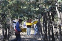 Grape harvest, Cafayate, Salta, Argentina