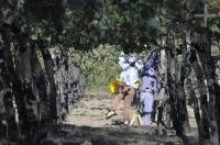Grape harvest, Cafayate, Salta, Argentina