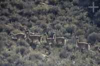 Guanacos (Lama guanicoe) on the Andean Altiplano, province of Salta, Argentina