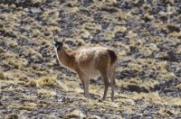 Guanaco (Lama guanicoe), upper Calchaquí valley, Salta, Argentina