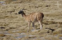 Guanaco (Lama guanicoe), alto vale Calchaquí, Salta, Argentina