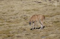 Guanaco (Lama guanicoe), alto vale Calchaquí, Salta, Argentina