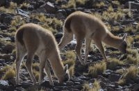 Guanacos (Lama guanicoe), alto vale Calchaquí, Salta, Argentina