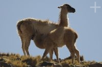 Guanaco amamentando (Lama guanicoe), alto vale Calchaquí, Salta, Argentina