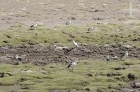 Guayatas (Chloephaga melanoptera), ganso andino, no Altiplano (Puna) da província de Jujuy, Argentina