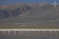 A Laguna de Guayatayoc, flamengos, no Altiplano andino, província de Jujuy, Argentina