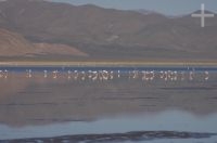 A Laguna de Guayatayoc, flamengos, no Altiplano andino, província de Jujuy, Argentina