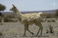 Lhama, Lama glama, na Laguna de Guayatayoc, no Altiplano andino, Argentina