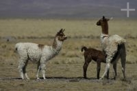 Lhama (Lama glama) mamando, na Laguna de Pozuelos, no Altiplano andino, Argentina