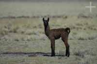 Filhote de lhama, Lama glama, na Laguna de Pozuelos, no Altiplano andino, Argentina