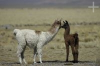 Filhotes de lhama, Lama glama, na Laguna de Pozuelos, no Altiplano andino, Argentina