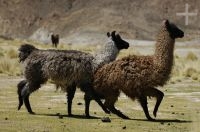 Lhama (Lama glama) em ritual de acasalamento, no Altiplano andino, Argentina