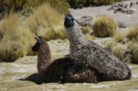 Lhama (Lama glama) em ritual de acasalamento, no Altiplano andino, Argentina