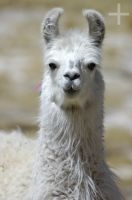 Llama (Lama glama), on the Andean Altiplano, Argentina