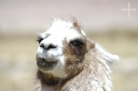 Llama (Lama glama), on the Andean Altiplano, Argentina