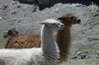 Lhamas (Lama glama), no Altiplano andino, Argentina
