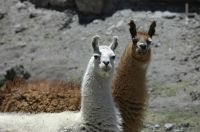 Llamas (Lama glama), on the Andean Altiplano, Argentina