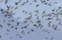 Uma revoada de Louros barranqueiros (Cyanoliseus patagonus andinus), Cafayate, Salta, Argentina