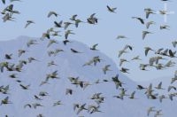 Uma revoada de Louros barranqueiros (Cyanoliseus patagonus andinus), Cafayate, Salta, Argentina