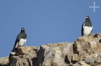 Mountain caracara (Phalcoboenus megalopterus), on the Andean Altiplano, Argentina