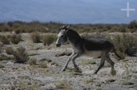 Donkey, "Laguna Guayatayoc", on the Andean Altiplano, Argentina