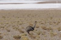 Lesser rhea (Pterocnemia pennata garleppi), Altiplano of Salta, Argentina