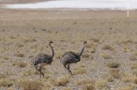 Lesser rhea (Pterocnemia pennata garleppi), Altiplano of Salta, Argentina