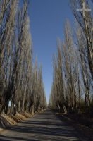 Estrada ladeada de árvores, Mendoza, Argentina