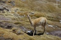Vicuña (Lama vicugna) en el Altiplano andino, Argentina
