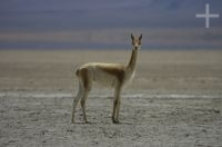 Vicuña, Lama vicugna, "Laguna de Pozuelos", on the Andean Altiplano, Argentina
