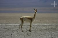 Vicuña, Lama vicugna, Laguna de Pozuelos, en el Altiplano andino, Argentina