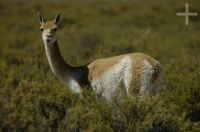 Vicuña, Lama vicugna, Laguna de Pozuelos, en el Altiplano andino, Argentina