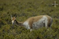 Vicuña, Lama vicugna, Laguna de Pozuelos, en el Altiplano andino, Argentina