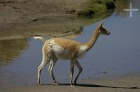 Vicuña, Lama vicugna, "Laguna de Pozuelos", on the Andean Altiplano, Argentina