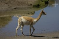 Vicunha, Lama vicugna, Laguna de Pozuelos, no Altiplano andino, Argentina