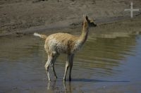 Vicuña, Lama vicugna, Laguna de Pozuelos, en el Altiplano andino, Argentina