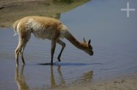 Vicuña, Lama vicugna, Laguna de Pozuelos, en el Altiplano andino, Argentina