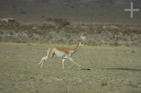 Vicuña, Lama vicugna, Laguna Guayatayoc, en el Altiplano andino, Argentina