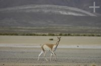 Vicuña (Lama vicugna), en la Laguna de Pozuelos, provincia de Jujuy, en el Altiplano andino, Argentina