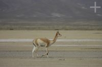 Vicunha (Lama vicugna), na Laguna de Pozuelos, província de Jujuy, no Altiplano andino, Argentina