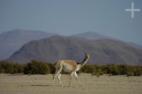 Vicuña (Lama vicugna), on the "Laguna de Pozuelos", province of Jujuy, on the Andean Altiplano, Argentina